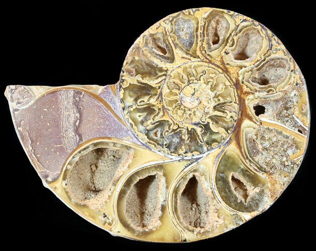 Sliced, Agatized Ammonite Fossil (Half) - Jurassic #54035